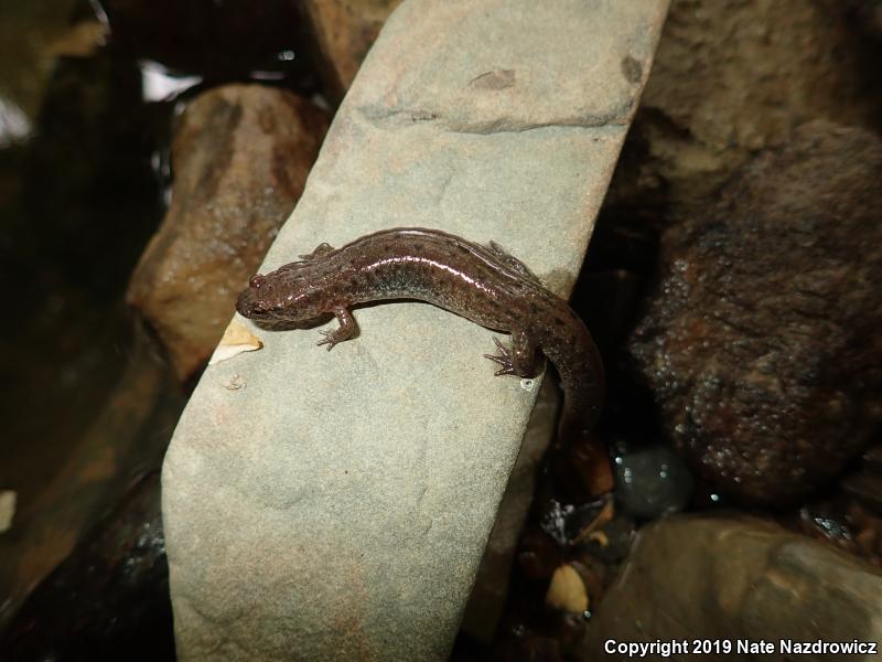 Northern Dusky Salamander (Desmognathus fuscus)