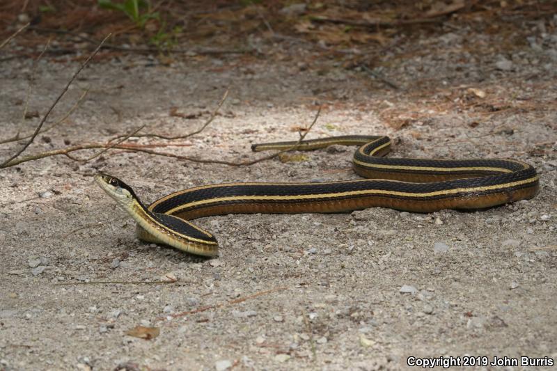 Northern Ribbonsnake (Thamnophis sauritus septentrionalis)