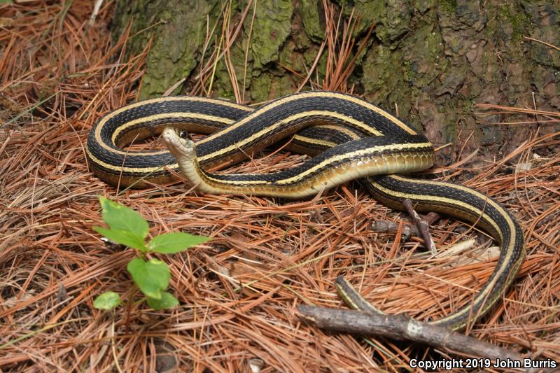 Northern Ribbonsnake (Thamnophis sauritus septentrionalis)