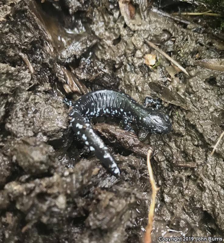 Mole Salamanders (Ambystoma)