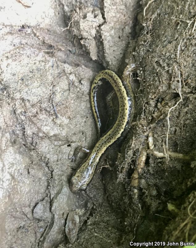 Southern Two-lined Salamander (Eurycea cirrigera)