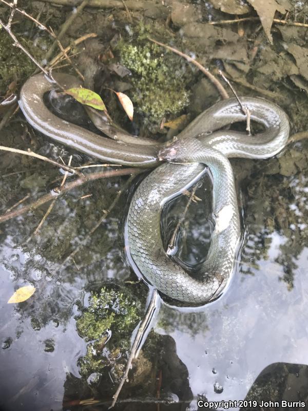 Blue Racer (Coluber constrictor foxii)