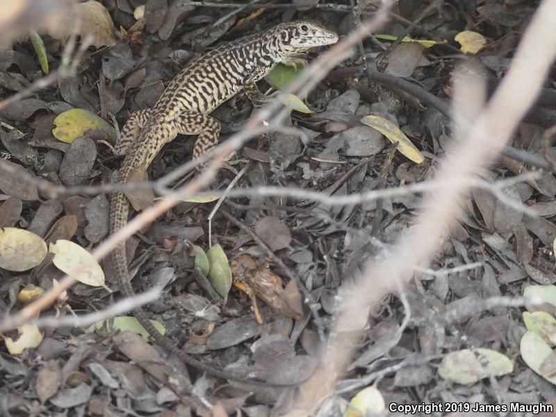 California Whiptail (Aspidoscelis tigris munda)