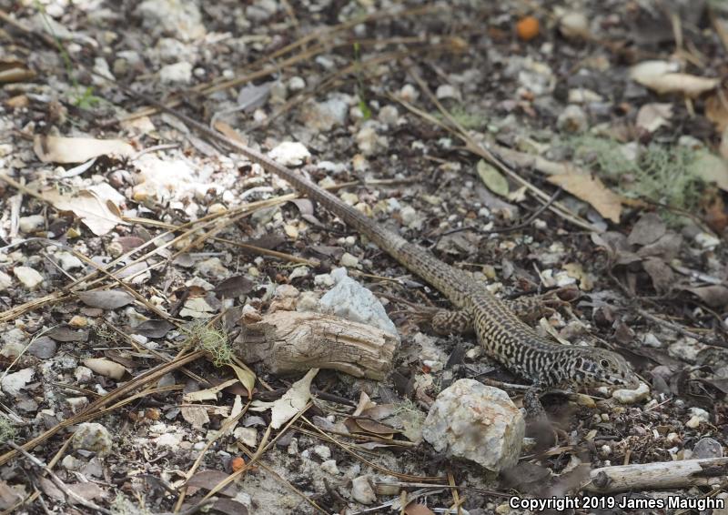 California Whiptail (Aspidoscelis tigris munda)