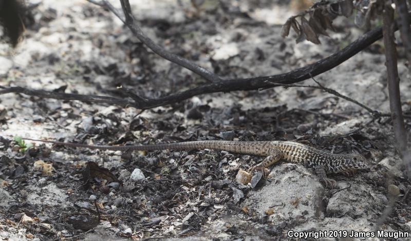 California Whiptail (Aspidoscelis tigris munda)