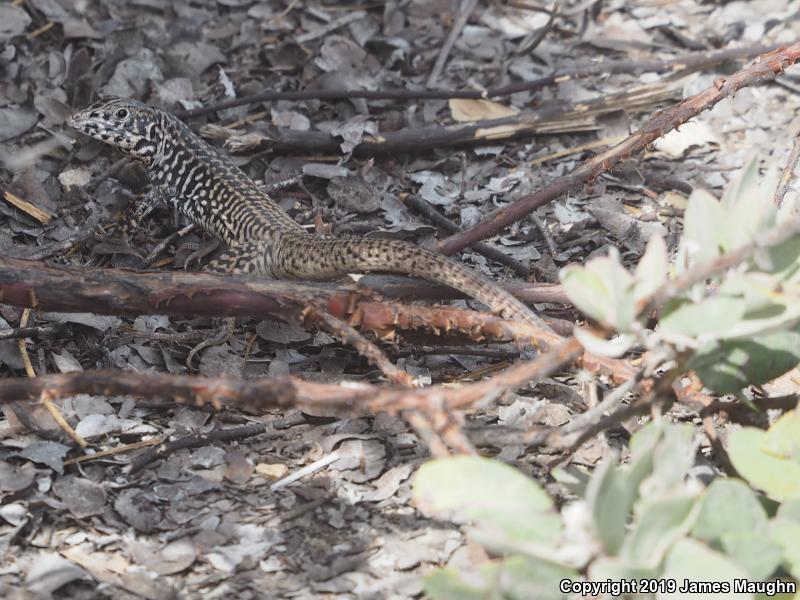 California Whiptail (Aspidoscelis tigris munda)