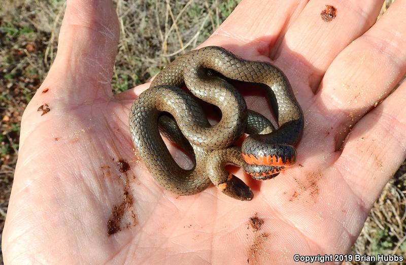 Regal Ring-necked Snake (Diadophis punctatus regalis)