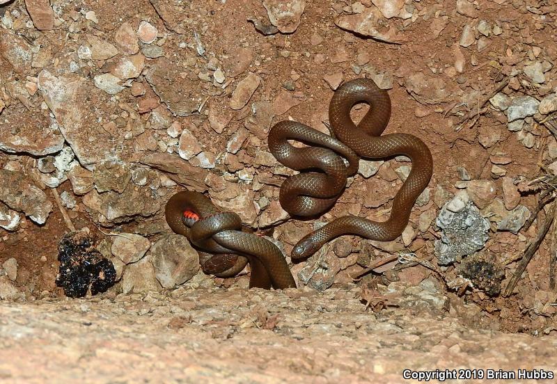 Regal Ring-necked Snake (Diadophis punctatus regalis)