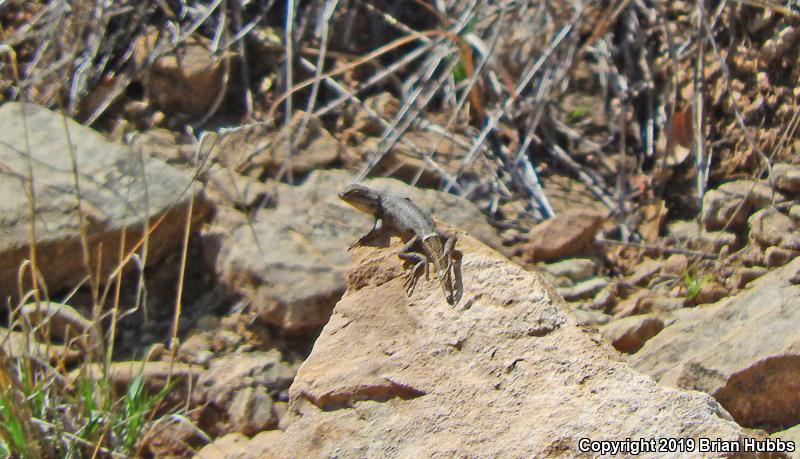 Prairie Lizard (Sceloporus consobrinus)