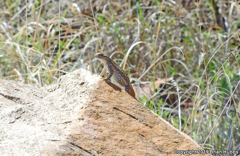 Prairie Lizard (Sceloporus consobrinus)