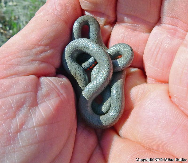 Prairie Ring-necked Snake (Diadophis punctatus arnyi)