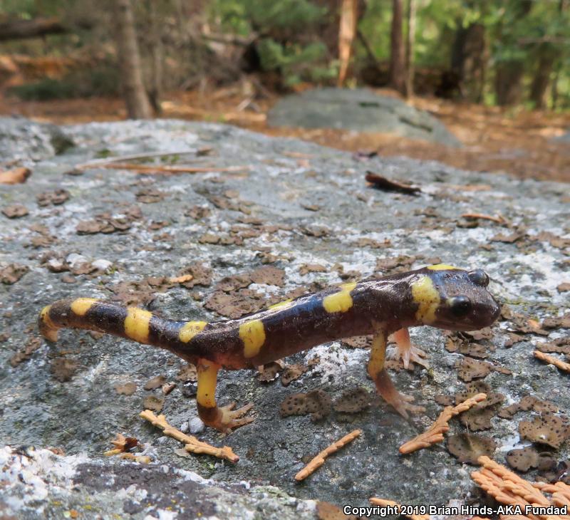 Large-blotched Ensatina (Ensatina eschscholtzii klauberi)