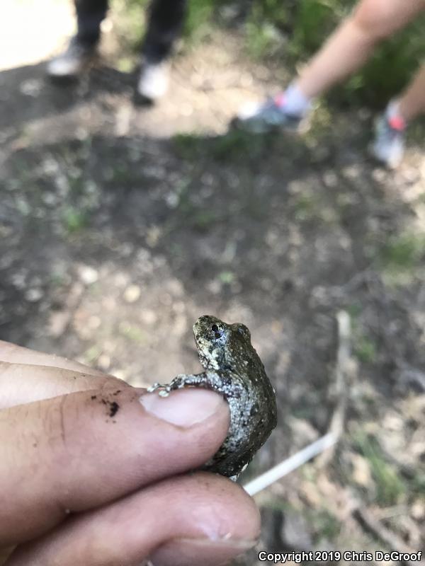 California Treefrog (Pseudacris cadaverina)