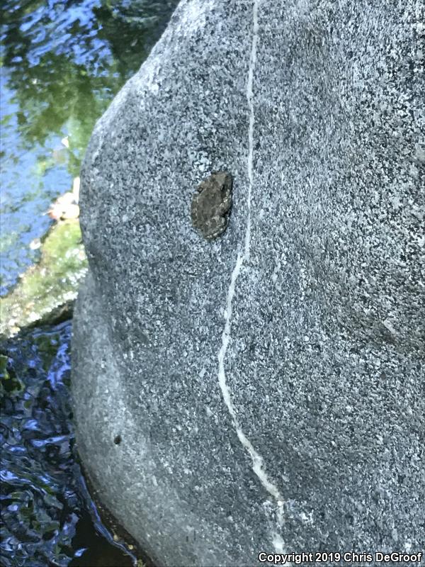 California Treefrog (Pseudacris cadaverina)