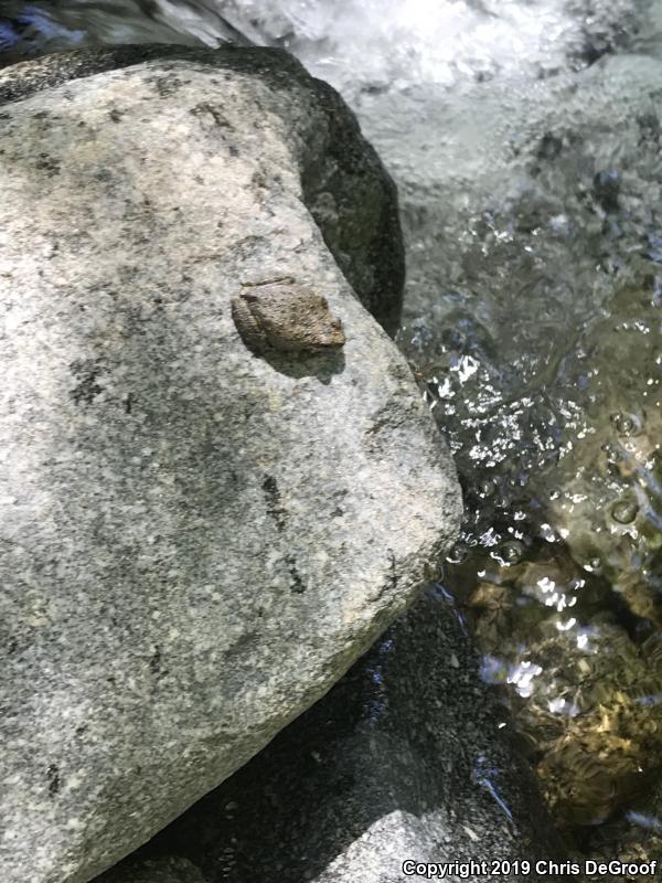 California Treefrog (Pseudacris cadaverina)