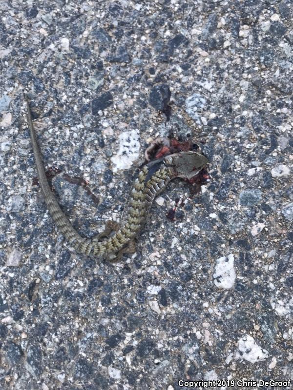 San Diego Alligator Lizard (Elgaria multicarinata webbii)