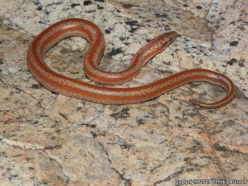 Coastal Rosy Boa (Lichanura trivirgata roseofusca)