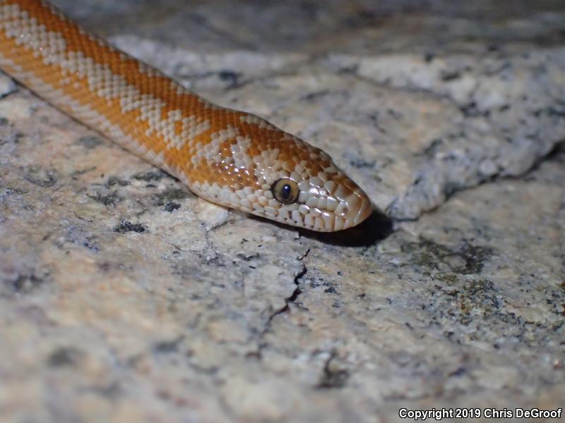 Coastal Rosy Boa (Lichanura trivirgata roseofusca)