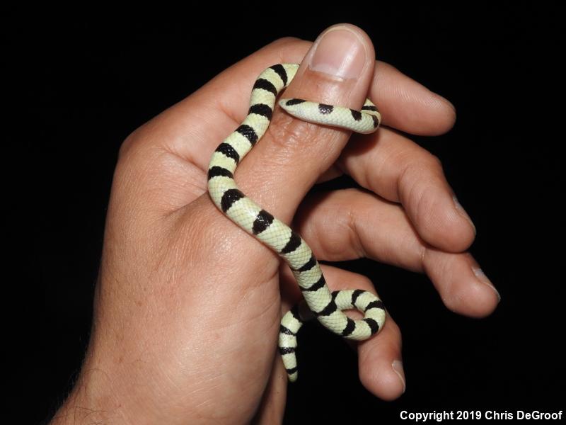 Western Shovel-nosed Snake (Chionactis occipitalis)