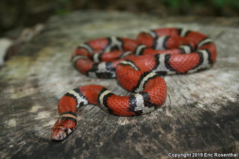 Red Milksnake (Lampropeltis triangulum syspila)