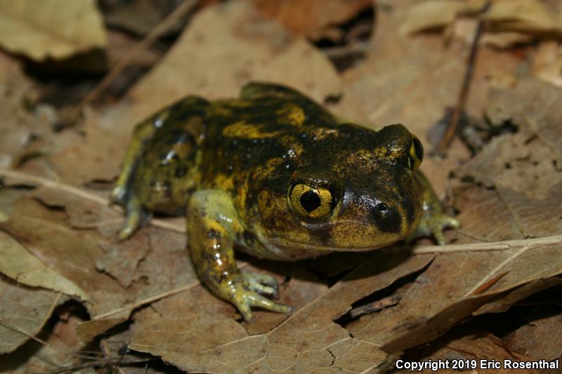 Eastern Spadefoot (Scaphiopus holbrookii)