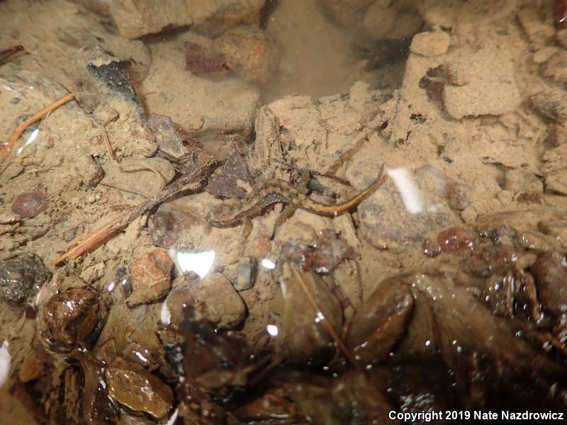 Northern Dusky Salamander (Desmognathus fuscus)