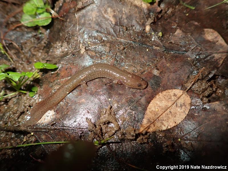 Northern Spring Salamander (Gyrinophilus porphyriticus porphyriticus)