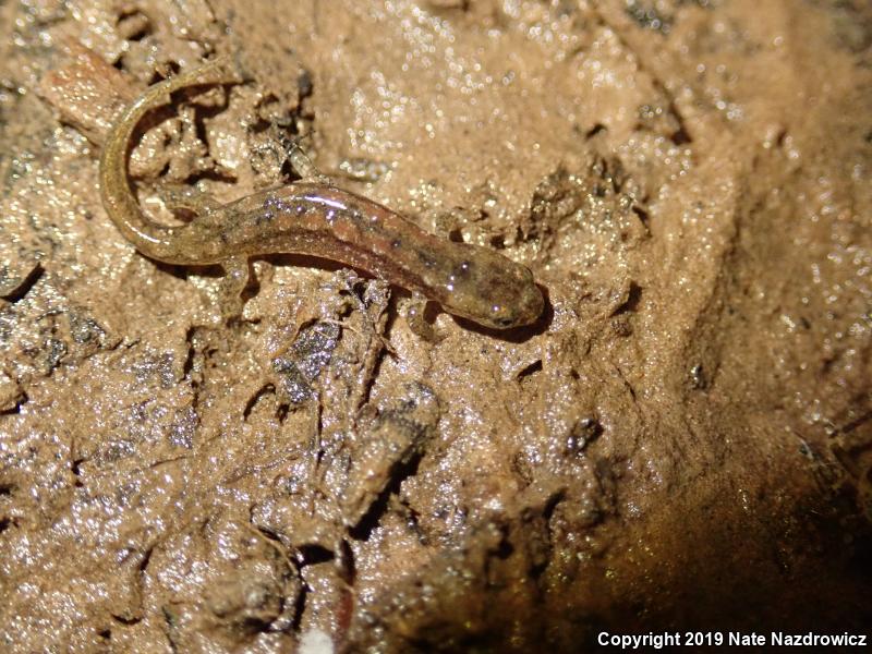 Northern Dusky Salamander (Desmognathus fuscus)