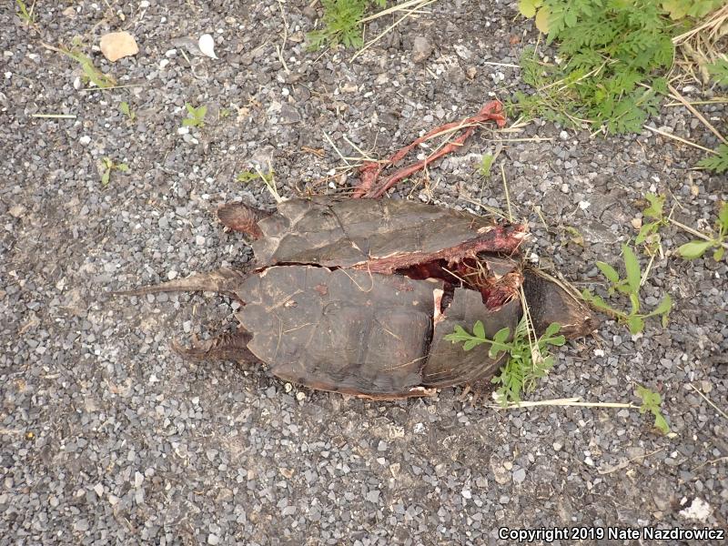 Snapping Turtle (Chelydra serpentina)