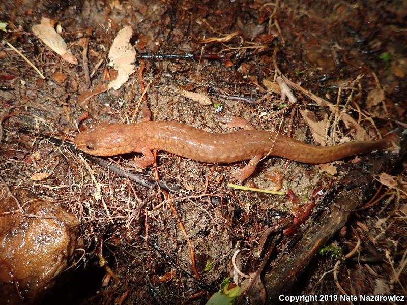 Northern Spring Salamander (Gyrinophilus porphyriticus porphyriticus)