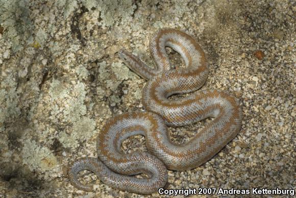 Coastal Rosy Boa (Lichanura trivirgata roseofusca)