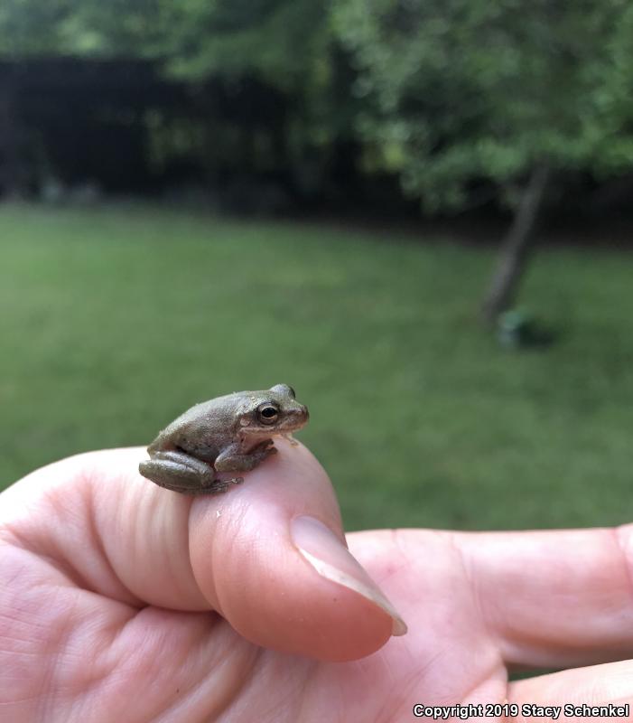 Squirrel Treefrog (Hyla squirella)