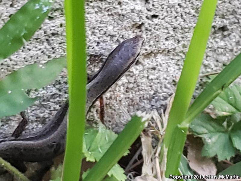 Little Brown Skink (Scincella lateralis)