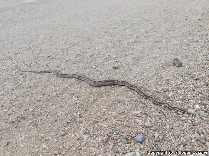 Big Bend Patch-nosed Snake (Salvadora hexalepis deserticola)