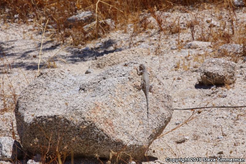 Zebratail Lizard (Callisaurus draconoides)