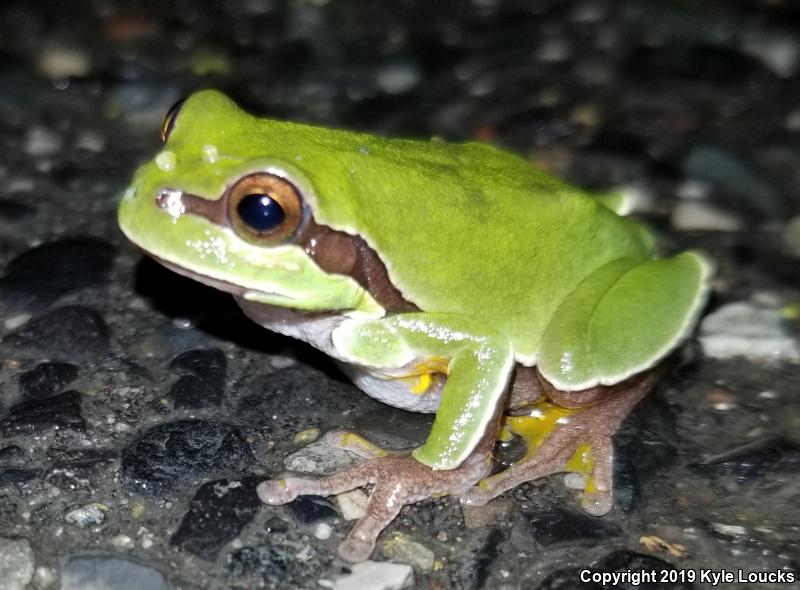 Pine Barrens Treefrog (Hyla andersonii)