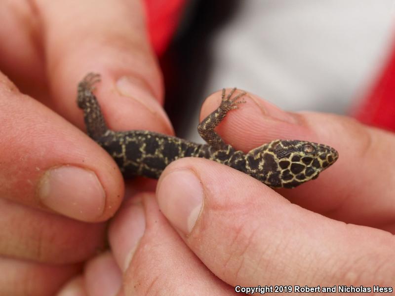 Granite Night Lizard (Xantusia henshawi)