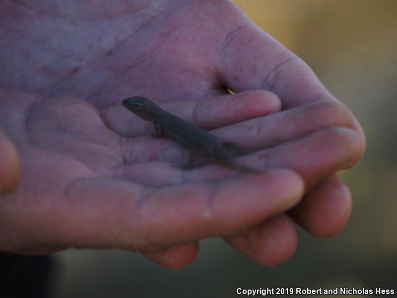 Desert Night Lizard (Xantusia vigilis)