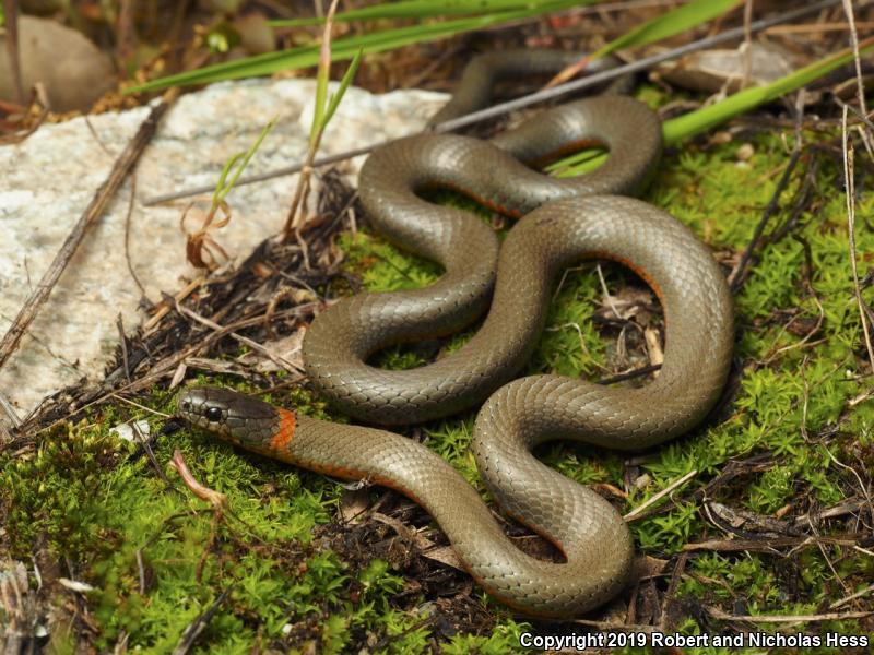 San Bernardino Ring-necked Snake (Diadophis punctatus modestus)