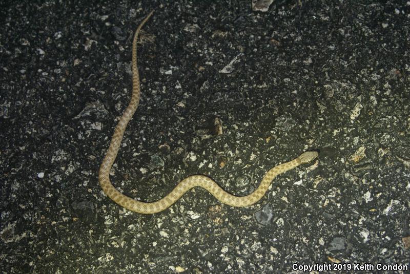 Desert Nightsnake (Hypsiglena chlorophaea deserticola)