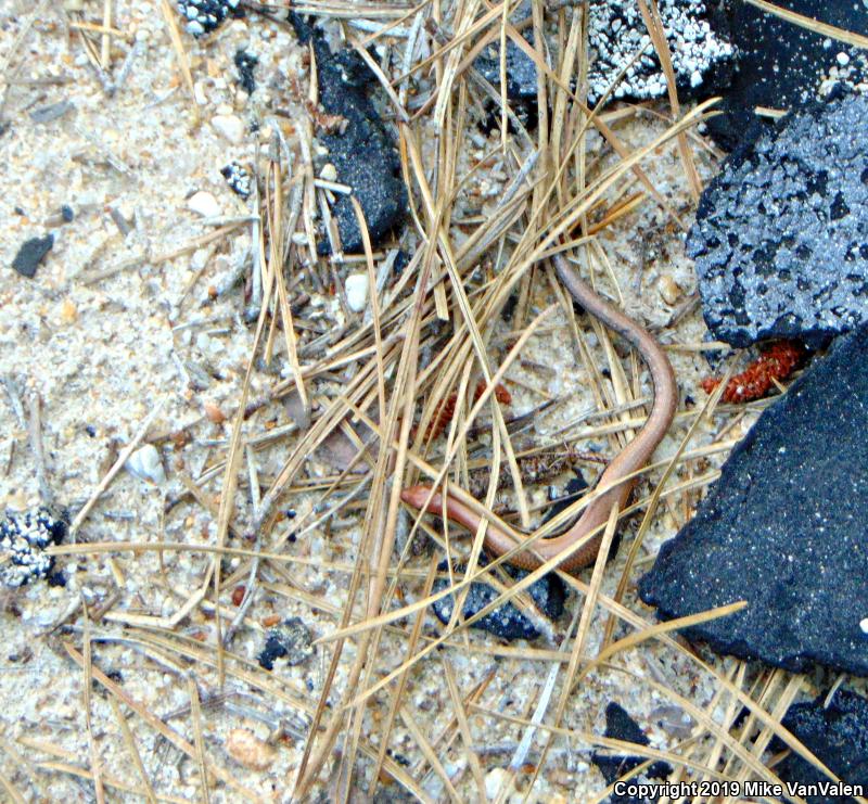 Little Brown Skink (Scincella lateralis)