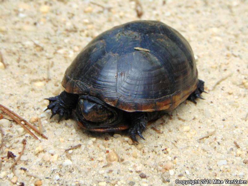 Eastern Mud Turtle (Kinosternon subrubrum subrubrum)