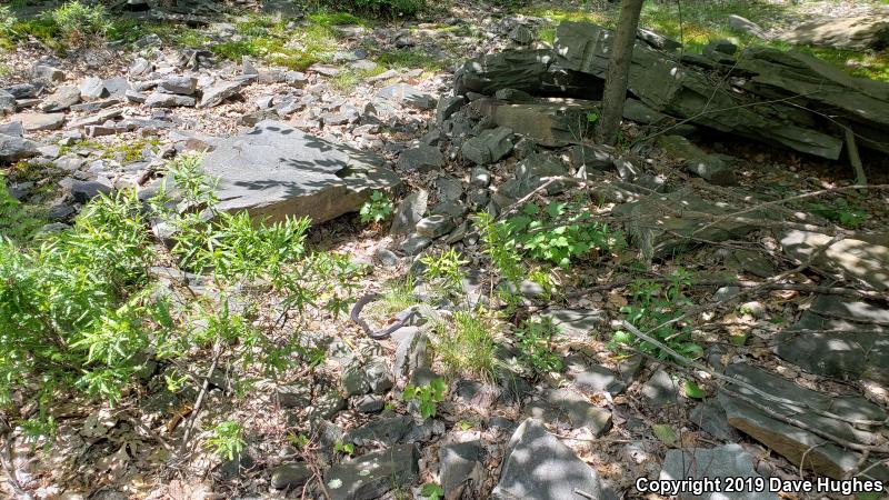 Northern  Black Racer (Coluber constrictor constrictor)