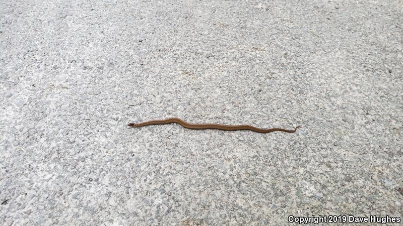 Northern Red-bellied Snake (Storeria occipitomaculata occipitomaculata)