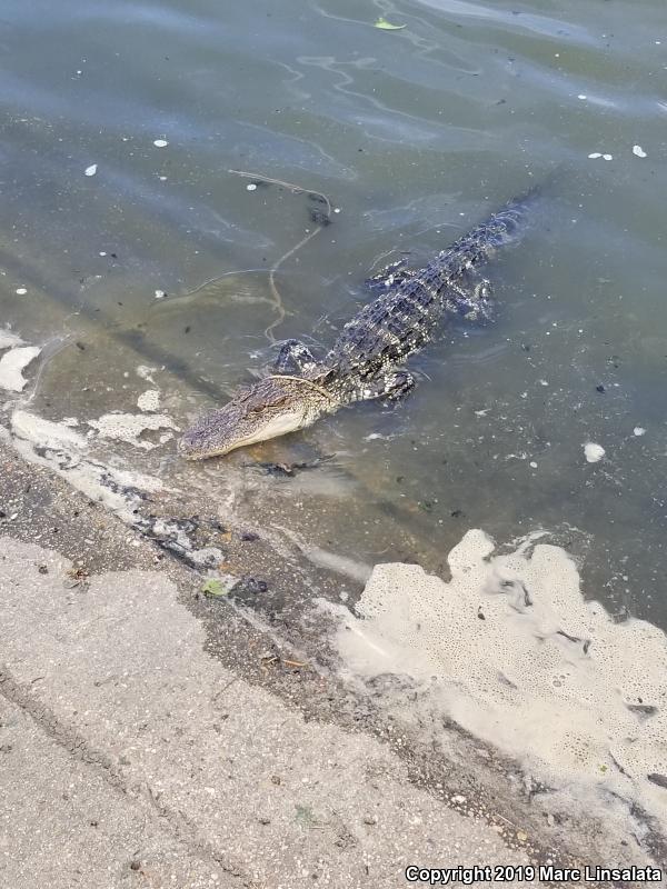 American Alligator (Alligator mississippiensis)