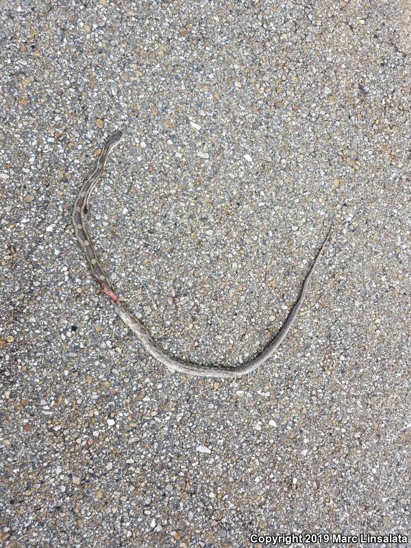 Gray Ratsnake (Pantherophis obsoletus spiloides)