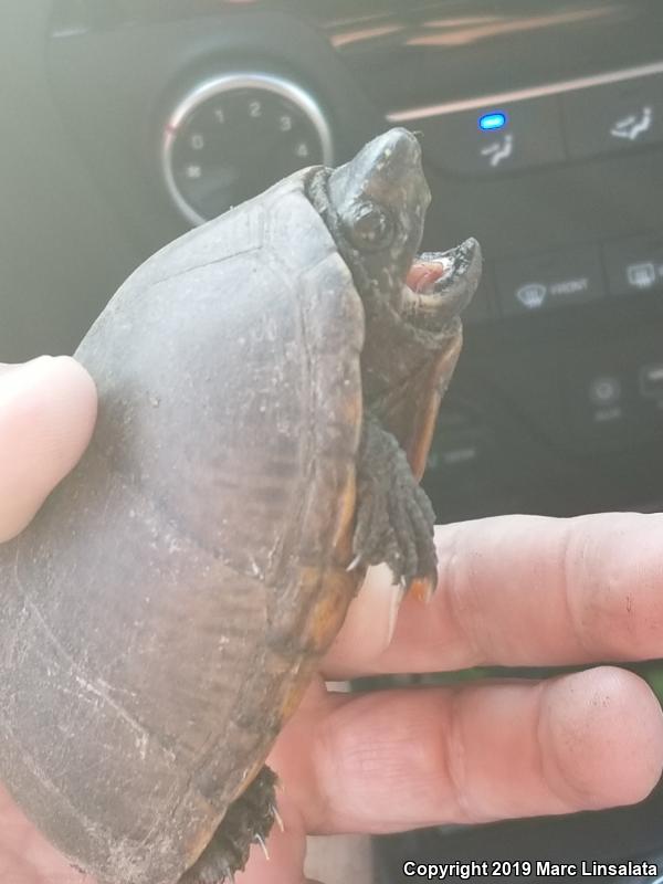 Mississippi Mud Turtle (Kinosternon subrubrum hippocrepis)