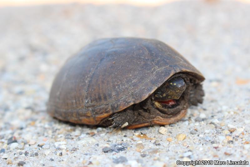 Mississippi Mud Turtle (Kinosternon subrubrum hippocrepis)