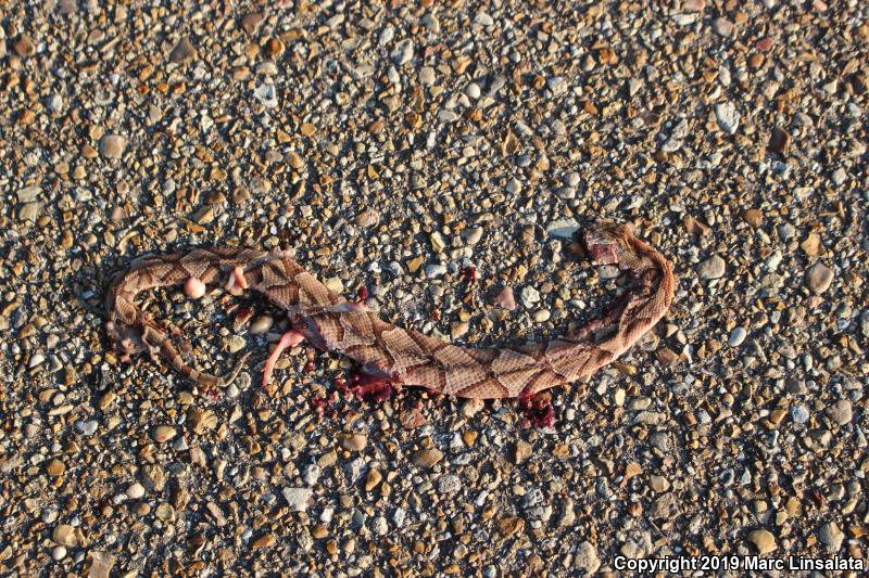 Southern Copperhead (Agkistrodon contortrix contortrix)