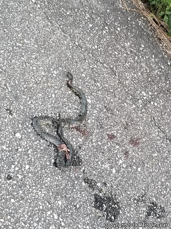 Speckled Kingsnake (Lampropeltis getula holbrooki)